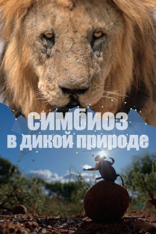 смотреть Симбиоз в дикой природе 1 сезон 2 серия